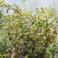 Preview: Mountain Tea Berry Donkerrose (selbstfruchtbar) (Pflanze)