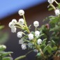 Preview: Mountain Tea Berry Donkerrose (selbstfruchtbar) (Pflanze)