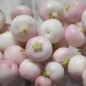 Preview: Mountain Tea Berry Mother of Pearl (selbstfruchtbar) (Pflanze)