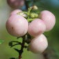 Preview: Mountain Tea Berry Mother of Pearl (selbstfruchtbar) (Pflanze)