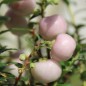 Preview: Mountain Tea Berry Mother of Pearl (selbstfruchtbar) (Pflanze)