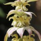 Preview: Gelbe Monarde (Samen)
