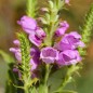 Preview: Gelenkblume rosa (Samen)