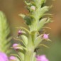 Preview: Gelenkblume rosa (Samen)