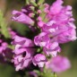 Preview: Gelenkblume rosa (Samen)