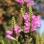 Preview: Gelenkblume rosa (Samen)