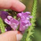 Preview: Gelenkblume rosa (Samen)