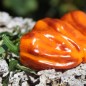 Preview: Neu! Gemüsechili After Enlightenment (panaschiert) (Schärfe 2) (Samen)