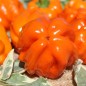 Preview: Gemüsechili Cloud to Ground (panaschiert) (Schärfe 1) (Samen)