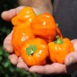 Preview: Gemüsechili Cloud to Ground (panaschiert) (Schärfe 1) (Samen)