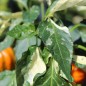 Preview: Gemüsechili Cloud to Ground (panaschiert) (Schärfe 1) (Samen)