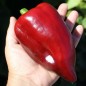 Preview: Neu! Gemüsechili Mulato Notturno Grande (Schärfe 1) (Samen)
