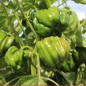 Preview: Gemüsechili Pul Biberlik Antep (Schärfe 2) (Samen)