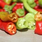 Preview: Gemüsechili Romanian Sweet (Samen)