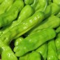 Preview: Gemüsechili Shishito (Schärfe 1) (Samen)