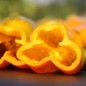 Preview: Neu! Gemüsechili VSRP Poblano Gold (Schärfe 2) (Samen)