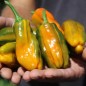 Preview: Neu! Gemüsechili VSRP Poblano Gold (Schärfe 2) (Samen)