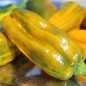 Preview: Neu! Gemüsechili VSRP Poblano Gold (Schärfe 2) (Samen)