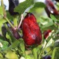 Preview: Gemüsechili Volcanic Lightning (panaschiert)  (Schärfe 0) (Samen)
