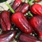 Preview: Gemüsechili Volcanic Lightning (panaschiert)  (Schärfe 0) (Samen)