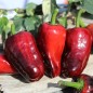 Preview: Gemüsechili Volcanic Lightning (panaschiert)  (Schärfe 0) (Samen)