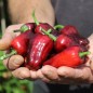 Preview: Gemüsechili Volcanic Lightning (panaschiert)  (Schärfe 0) (Samen)
