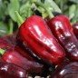 Preview: Gemüsechili Volcanic Lightning (panaschiert)  (Schärfe 0) (Samen)