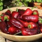 Preview: Gemüsechili Volcanic Lightning (panaschiert)  (Schärfe 0) (Samen)