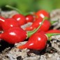 Preview: Gemüsechili De Bico (Schärfe 1) (Samen)