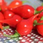 Preview: Gemüsechili De Bico (Schärfe 1) (Samen)