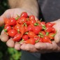 Preview: Gemüsechili De Bico (Schärfe 1) (Samen)