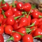 Preview: Gemüsechili De Bico (Schärfe 1) (Samen)
