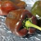 Preview: Gemüsechili Ancho Mulato (Schärfe 0) (Samen)