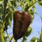 Preview: Gemüsechili Ancho Mulato (Schärfe 0) (Samen)
