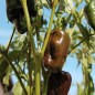 Preview: Gemüsechili Ancho Mulato (Schärfe 0) (Samen)
