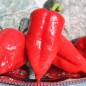 Preview: Gemüsechili Ancho Poblano (Schärfe 1) (Samen)