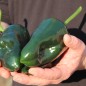 Preview: Gemüsechili Ancho Poblano (Schärfe 1) (Samen)