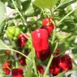 Preview: Gemüsechili Cayun Belle (Schärfe 1) (Samen)