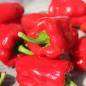 Preview: Gemüsechili Cayun Belle (Schärfe 1) (Samen)