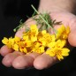 Preview: Gewürztagetes Lemon Star (Samen)