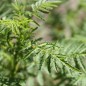 Preview: Gewürztagetes Lemon Star (Samen)