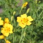 Preview: Gewürztagetes Lemon Star (Samen)