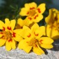 Preview: Gewürztagetes Lemon Star (Samen)