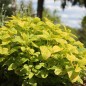 Preview: Goldene Zitronenmelisse (Samen)