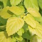 Preview: Goldene Zitronenmelisse (Samen)