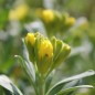 Preview: Goldlack Primrose (Samen)