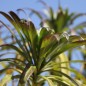 Preview: Goldlack Primrose (Samen)