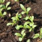 Preview: Goldlack Primrose (Samen)