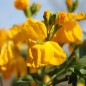 Preview: Goldlack Golden (Samen)