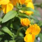 Preview: Goldlack Golden (Samen)